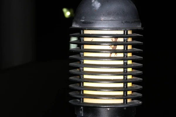 Lighted Lampshade Lizard Dark Background — ストック写真