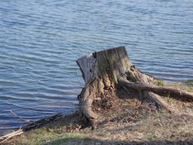 Tree stump left by the side of a pond