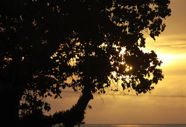 Silhouette Tree Beautiful Sunset Background — Stock Photo, Image