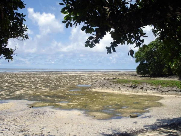 Χαμηλή Παλίρροια Μια Παραλία Πλαισιωμένη Από Κλαδιά Δέντρων — Φωτογραφία Αρχείου