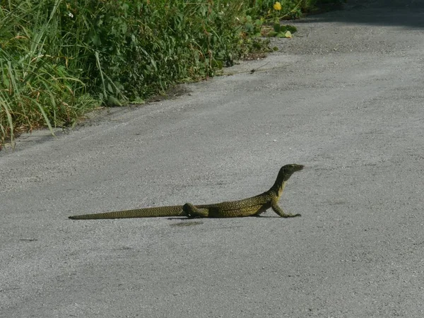 Ein Gecko Überquert Die Straße Mittlerer Weitschuss — Stockfoto