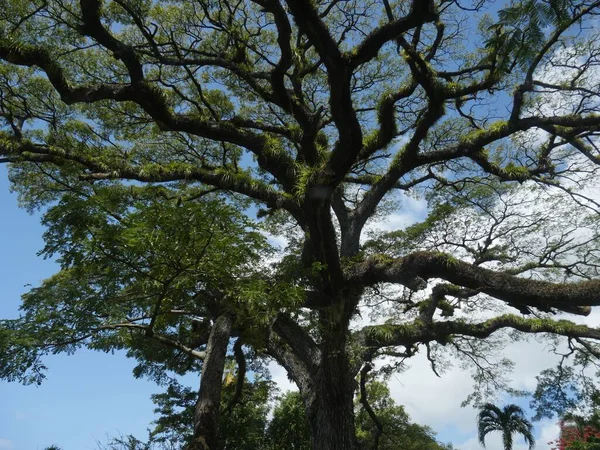 Lush Tree Spreading Branches Upward Shot — Stock Photo, Image