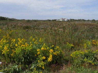 Newport, Rhode Island-September 2017: Wide field of bright yellow flowers and shrubs with a big mansion in the far distance.