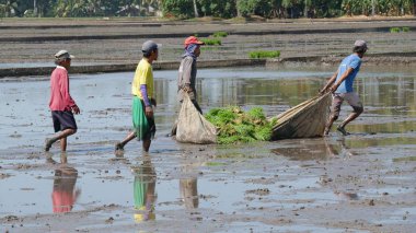 Banay Banay, Davao Oriental, Philippines - March 2016: FRicefield workers wade in the mud getting the rice seedlings ready for planting. 