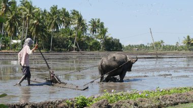 Banay Banay, Davao Oriental, Philippines - March 2016: A farmer plows the ricefield with the carabao, known to be a beast of burden. 
