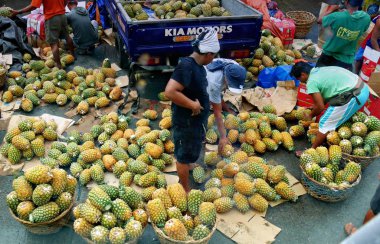 Tagum City, Davao del Norte, Philippines-March 2018: Pineapple vendors buy freshly harvested pineapples delivered to the market. 