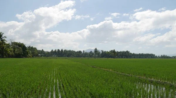 Обширные Зеленые Поля Недавно Посаженные Саженцами Риса Филиппинах — стоковое фото