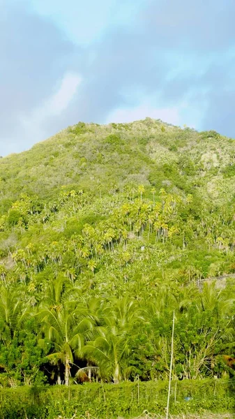 Portrait View Mountain Coveerd Coconut Trees Thick Vegetation Southern Philippines — Stock Photo, Image