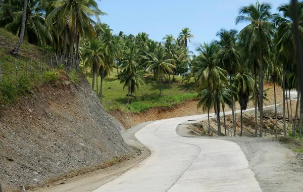 フィリピン ダバオ オリエンタル州知事のココナッツ農園沿いの曲がりくねった道 — ストック写真