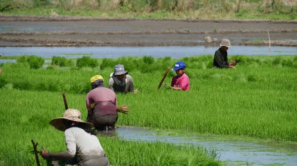 Banay Banay Davao Oriental Philippines March 2016 Farm Laborers Work — Stock Photo, Image