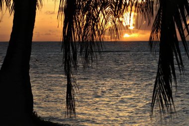 Hindistan cevizi yapraklarının dramatik silueti ve arka planda soluk altın bir günbatımı