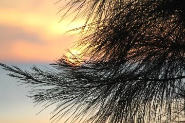 Arka planda soluk bir günbatımı olan çam ağacının silueti.