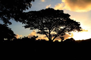 Ağaçların siluetiyle muhteşem gündoğumu gökyüzü