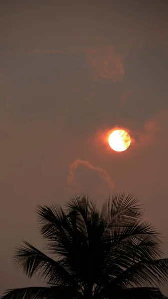 Полное Круглое Солнце Вершинами Кокосового Дерева — стоковое фото