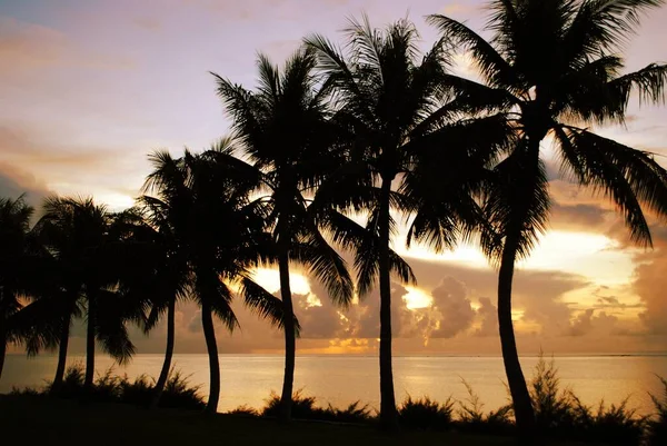 Rij Kokosbomen Langs Het Strand Een Tropisch Eiland — Stockfoto