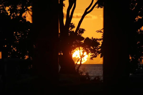 Dramatischer Sonnenuntergang Wasser Hinter Dicken Bäumen — Stockfoto
