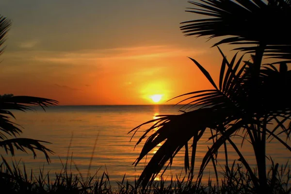 Silhueta Folhas Palmeira Com Pôr Sol Dramático Refletido Praia — Fotografia de Stock