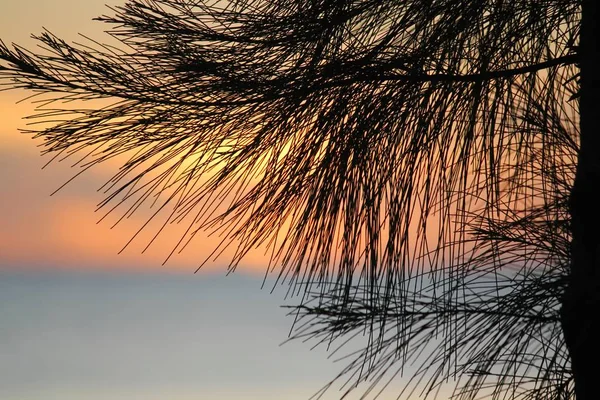 Silhouette Von Kiefernnadeln Mit Den Schwachen Farben Des Sonnenuntergangs Hintergrund — Stockfoto