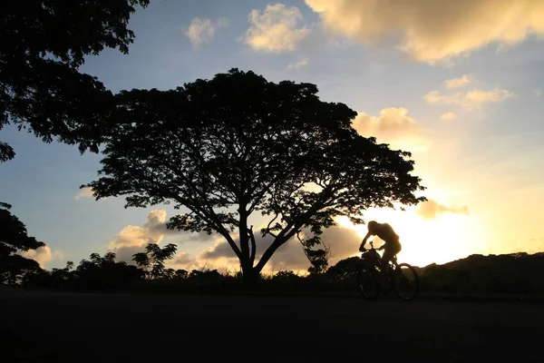 Silueta Árbol Con Hombre Pedaleando Una Bicicleta Cuesta Arriba Sunri — Foto de Stock