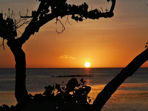 Pôr Sol Tirar Fôlego Água Emoldurada Pela Silhueta Uma Árvore — Fotografia de Stock