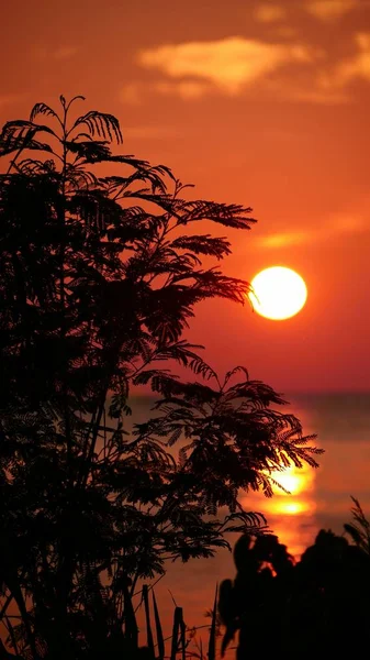 Прекрасний Круглий Захід Сонця Силуетом Високих Чагарників Узбережжі — стокове фото