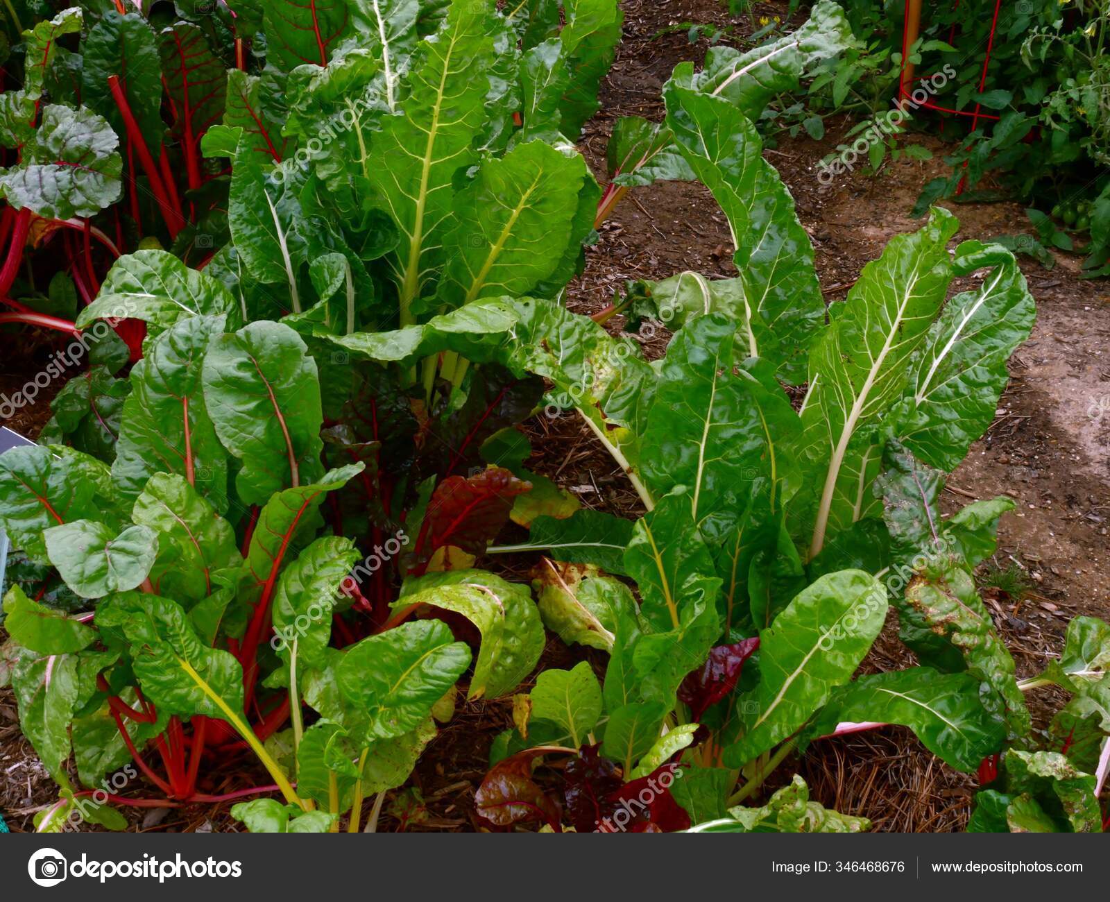 Close Fresh Leaves Swiss Chard Plants Herbal Garden Stock Photo Image By C Raksybh