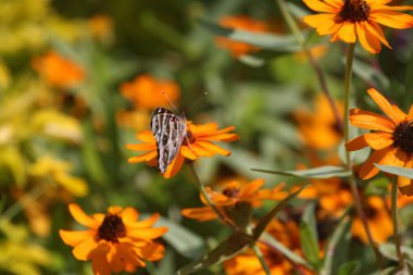 Sarı bir kozmos çiçeğinden nektar yudumlayan küçük kahverengi kelebek.