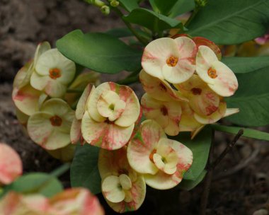 Açık sarı taç kümesi Dikenli çiçeklerden bir bahçede