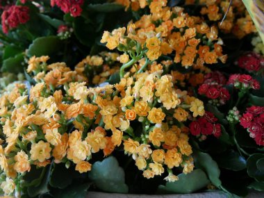 Tekstilden yapılmış renkli yapay çiçekler.