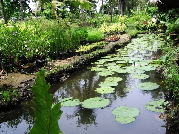 Jardim Paisagístico Com Uma Lagoa Cheia Folhas Nenúfares — Fotografia de Stock