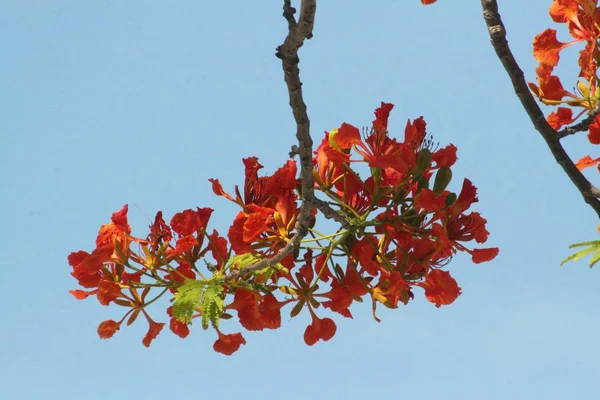 一束天然的鲜红的名木花从树枝上绽放 — 图库照片