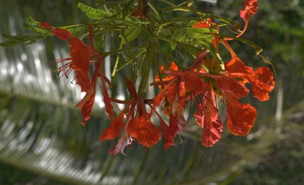 Close Conjunto Flores Árvore Fama Vermelho Brilhante Bokeh Fundo — Fotografia de Stock