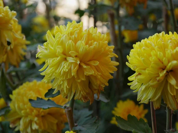 Όμορφα Κίτρινα Λουλούδια Ντάλια Έναν Κήπο — Φωτογραφία Αρχείου
