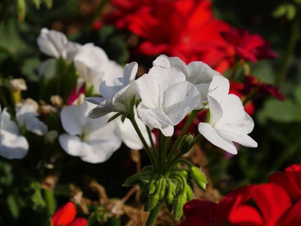 Arka Planda Bulanık Kırmızı Çiçekler Olan Küçük Beyaz Çiçekleri Kapat — Stok fotoğraf