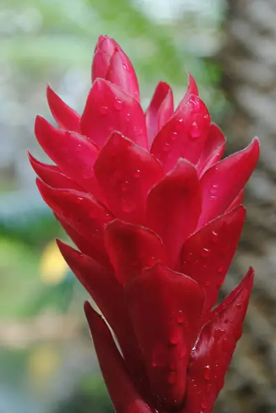 Крупним Планом Вершині Червоної Імбирної Квітки Покритої Пролісками Роси Від — стокове фото