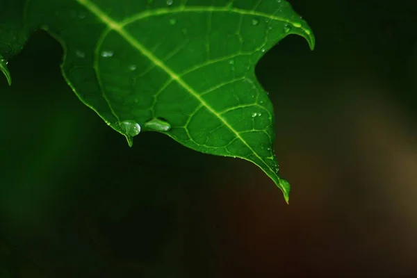 Dewdrops Ponta Uma Folha Greel Fundo Escuro Macio — Fotografia de Stock