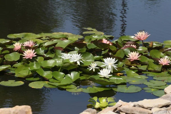 Hellrosa Und Weiß Blühende Seerosen Einem Teich — Stockfoto