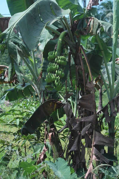 Bando Bananas Verdes Penduradas Sua Fábrica Bananas Numa Quinta — Fotografia de Stock