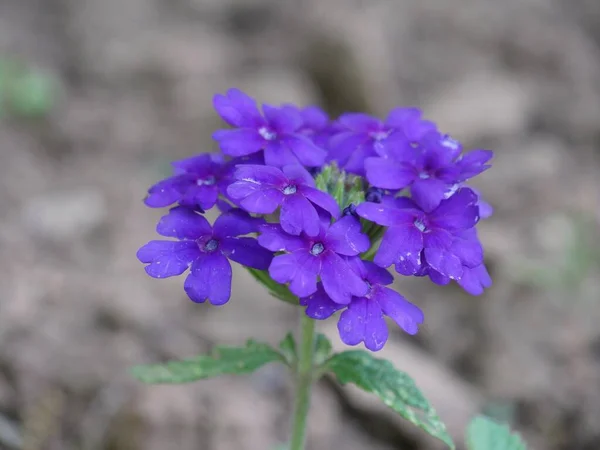 Kluster Små Violetta Blommor Mjuk Bakgrund — Stockfoto