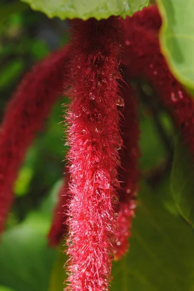 Close up of a wet red hot cat\'s tail, also called fox tail