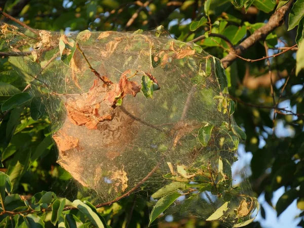 Tela Seda Los Gusanos Envuelve Mata Las Hojas Los Árboles — Foto de Stock