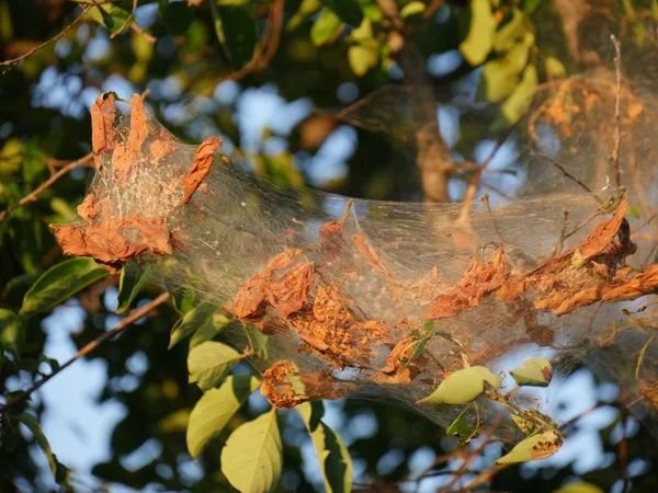 Tela Seda Estirada Gusanos Envuelve Mata Hojas Árboles — Foto de Stock