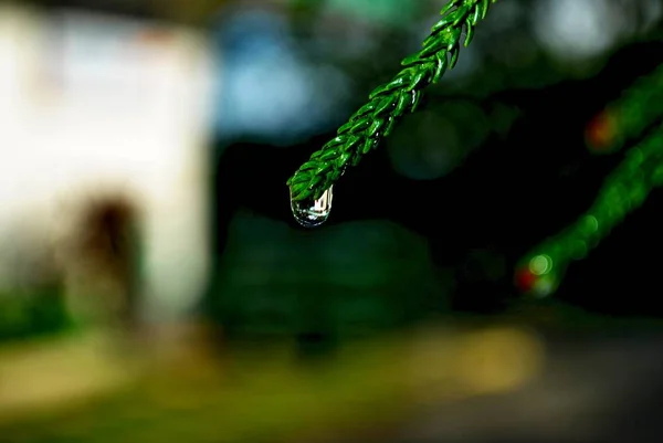 Stor Fet Daggdroppe Toppen Ett Grönt Löv Bokeh Bakgrunden — Stockfoto