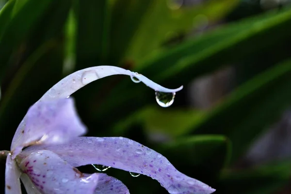 Dewdrops Ένα Μωβ Λουλούδι Μετά Βροχή Bokeh Στο Παρασκήνιο — Φωτογραφία Αρχείου