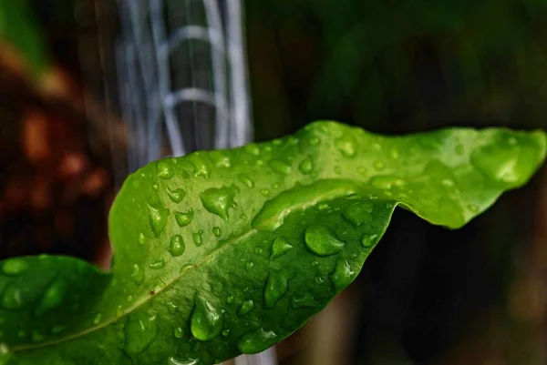 Grünes Blatt Nach Einem Regen Mit Tautropfen Bedeckt — Stockfoto