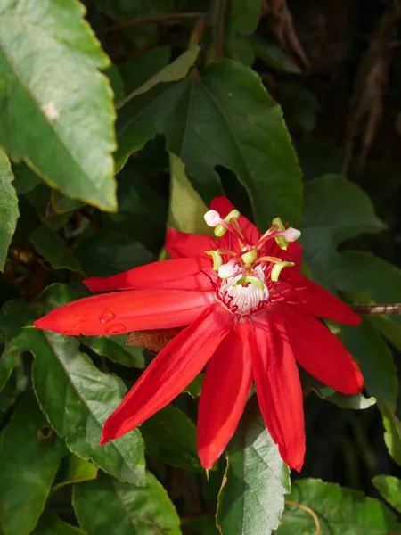 Close Downward Shot Scarlet Flame Passion Flower Also Called Passiflora — Stock Photo, Image