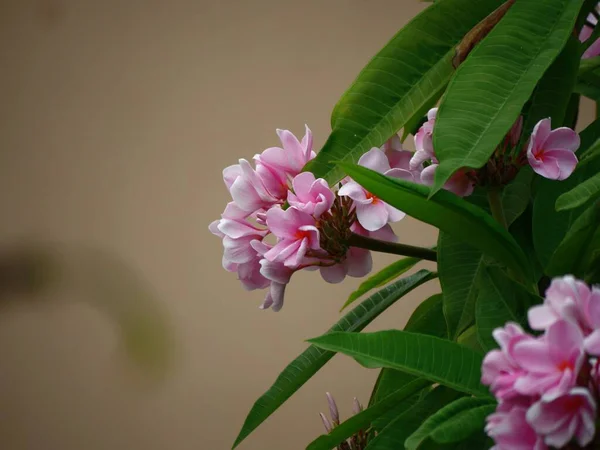 Rózsaszín Pluméria Virágcsokrok Egy Trópusi Szigeten — Stock Fotó