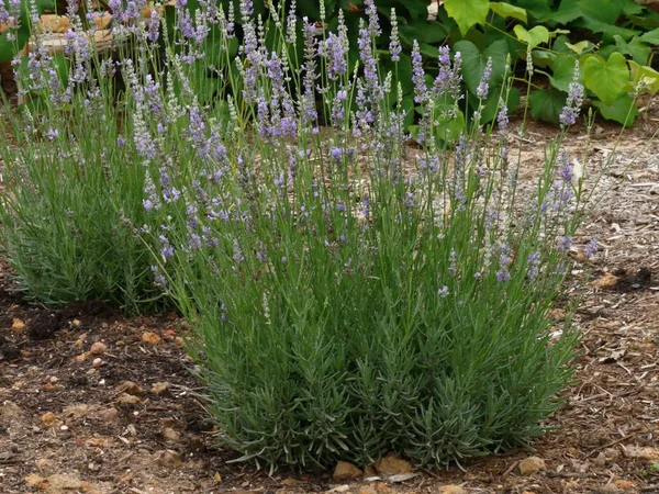 Talos Flores Lavanda Jardim — Fotografia de Stock