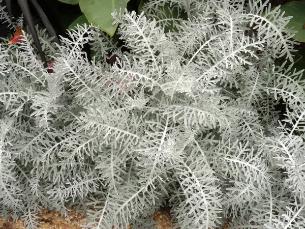 Завод Дасти Миллер Закрой Называемый Senecio Cineraria — стоковое фото