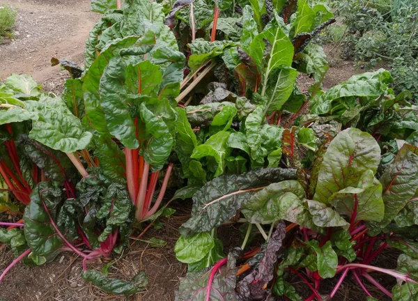 Healthy red chard plants growing in a herbal garden